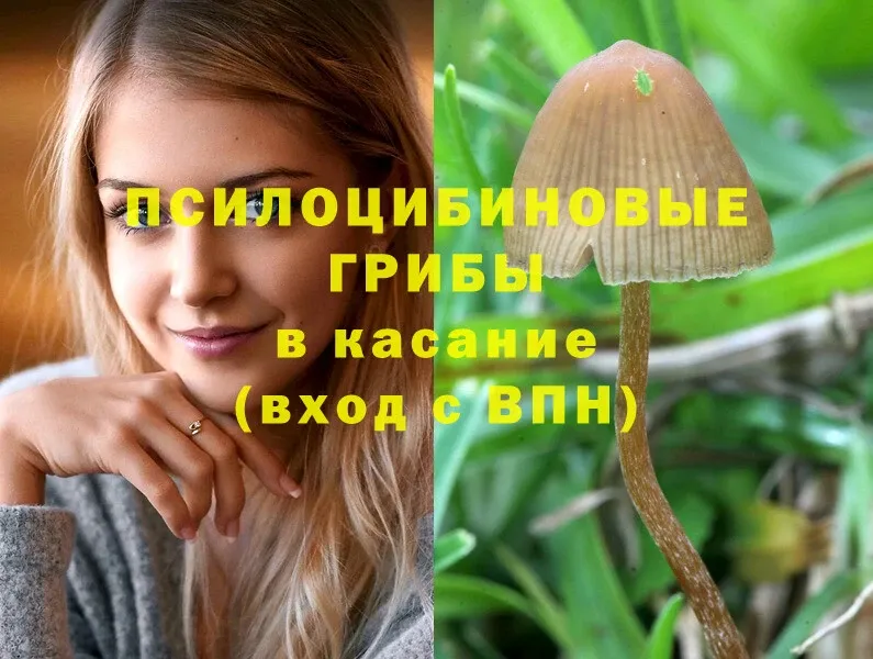 где купить наркоту  Кудрово  Галлюциногенные грибы Magic Shrooms 